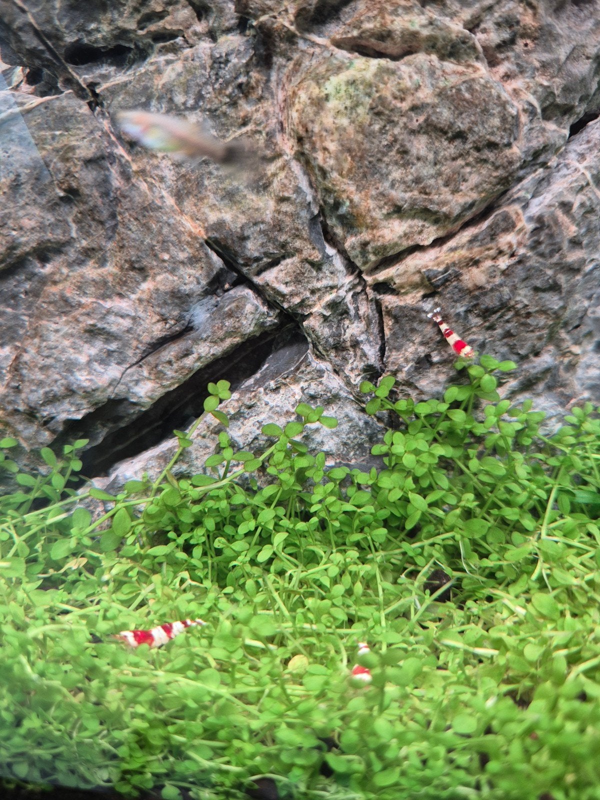 Guppen en crystal red garnalen, Meerdere dieren, Wildzangvogel