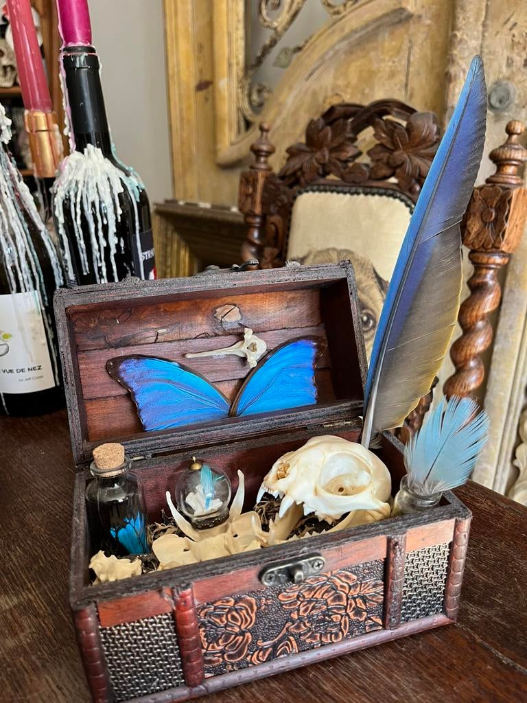 Rijkelijk gevulde schatkistjes taxidermie, Ophalen, Zo goed als nieuw, Minder dan 50 cm