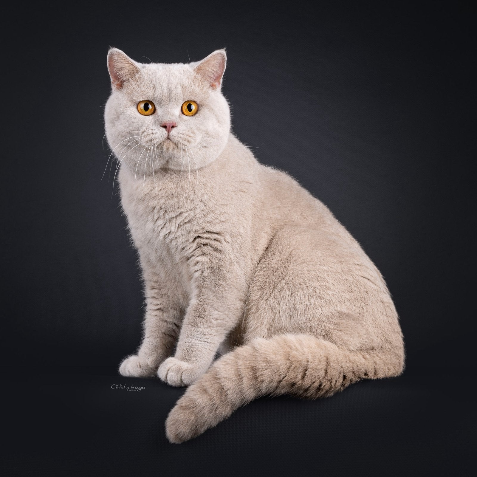 Britse korthaar dekkater fawn met stamboom, Dieren en Toebehoren, 0 tot 2 jaar