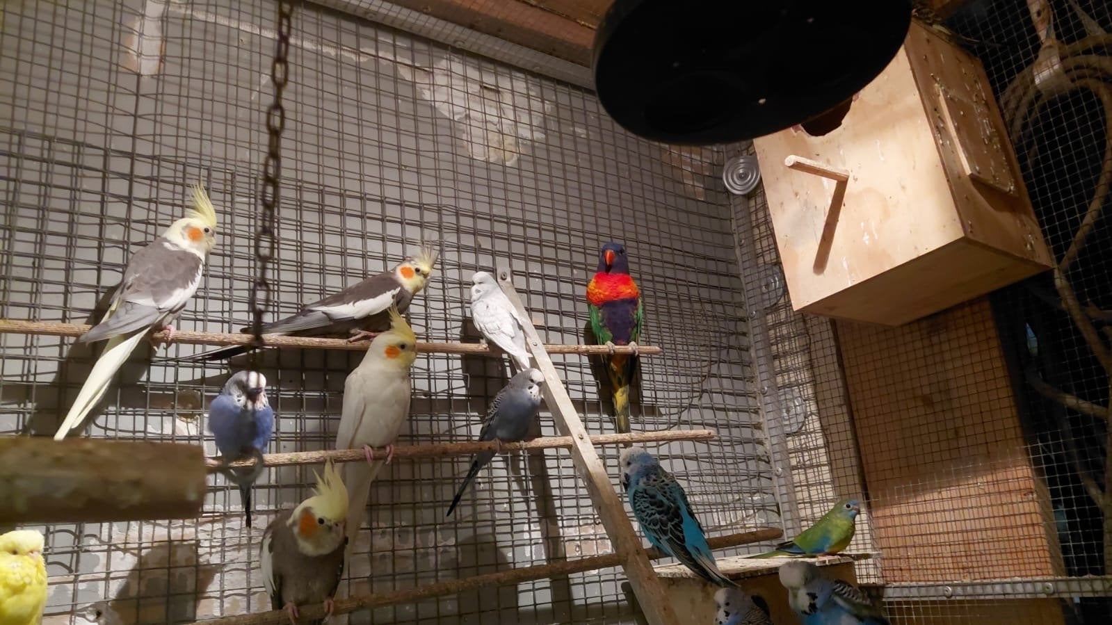Lori man met certificaat, Dieren en Toebehoren, Vogels | Parkieten en Papegaaien, Mannelijk, Papegaai