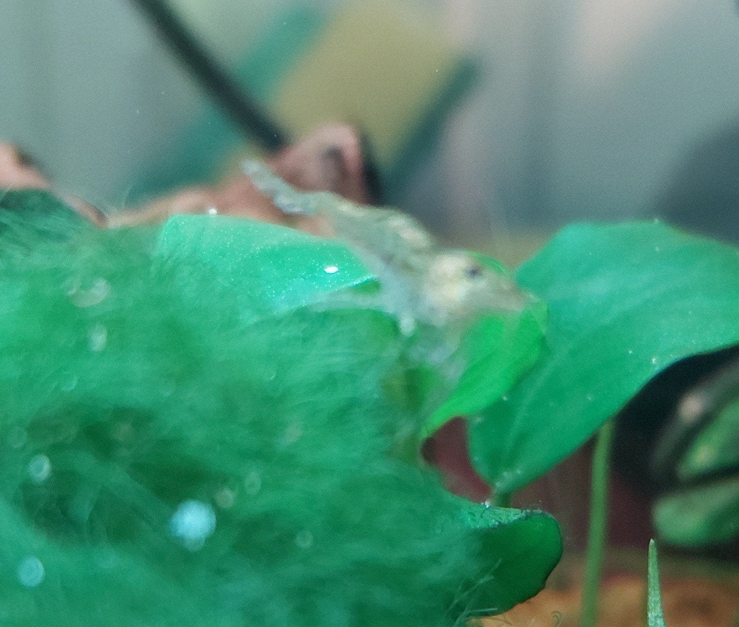 Garnalen naturel kleur 15 voor € 10.-, Dieren en Toebehoren, Vissen | Aquariumvissen, Kreeft, Krab of Garnaal