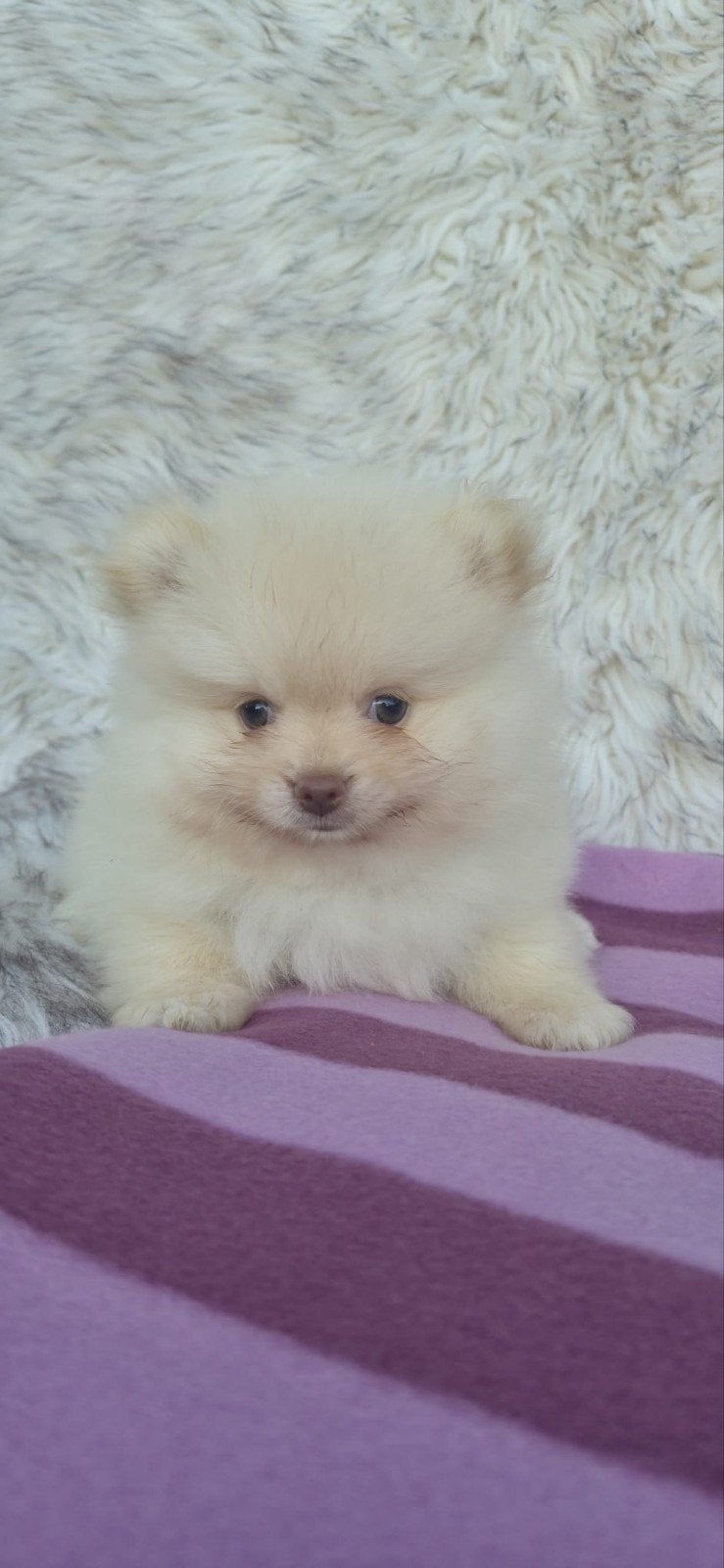 Lieve pomeriaantjes pups reutjes, Parvo, Keeshond, 8 tot 15 weken, Meerdere