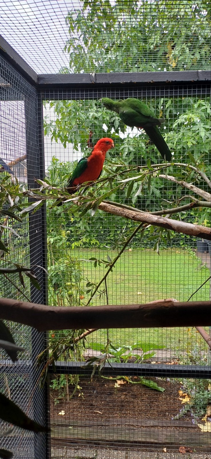 te koop koppel koningsparkiet, Meerdere dieren, Parkiet