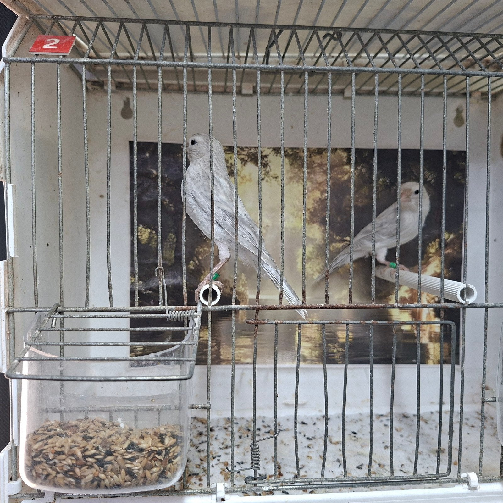 te koop koppel kanaries opaal, Dieren en Toebehoren, Vogels | Kanaries, Meerdere dieren, Kleurkanarie
