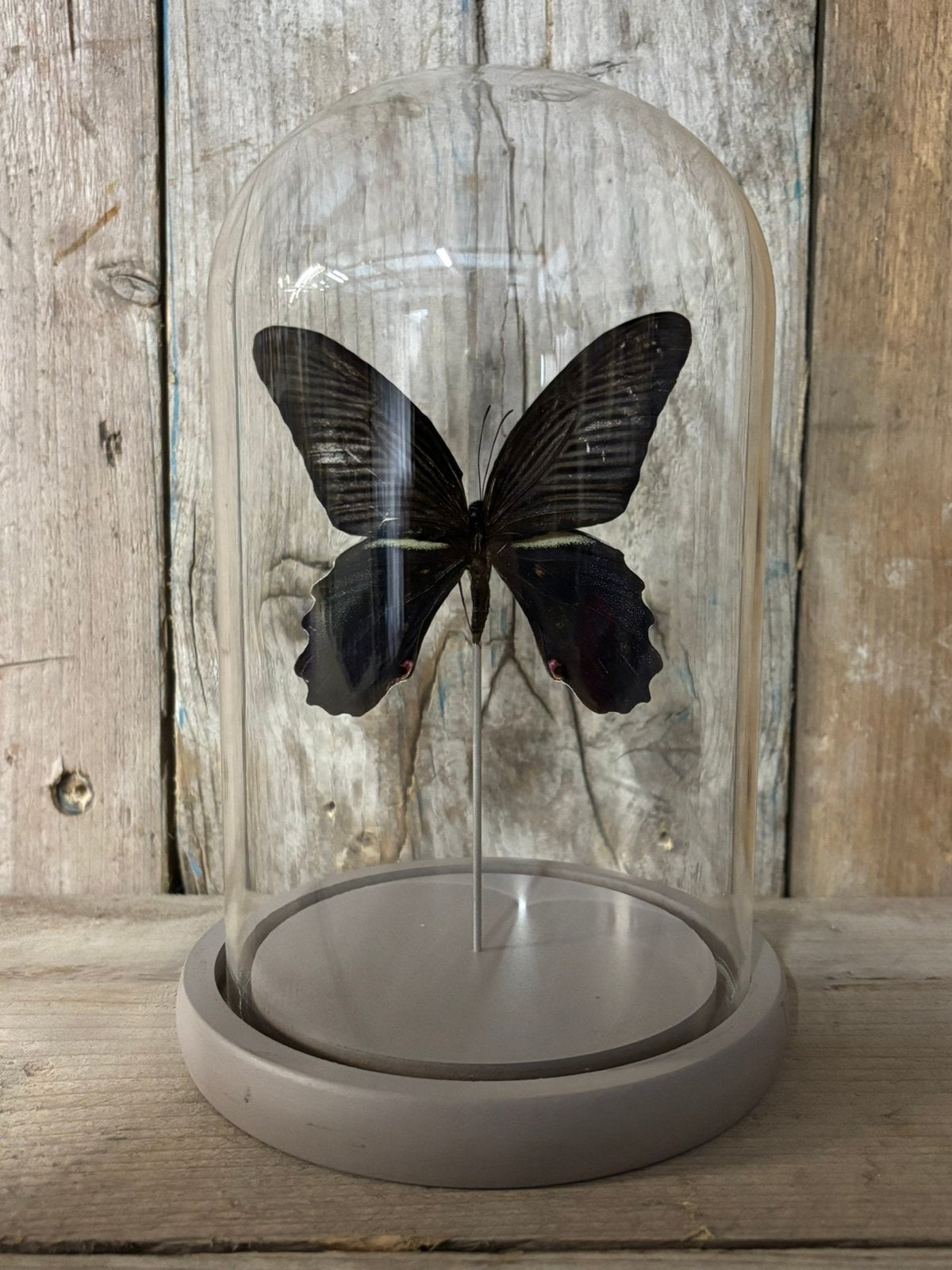 Mooie stolp met een Papilio Pretenor vlinder, Ophalen of Verzenden, Nieuw, Insect, Opgezet dier