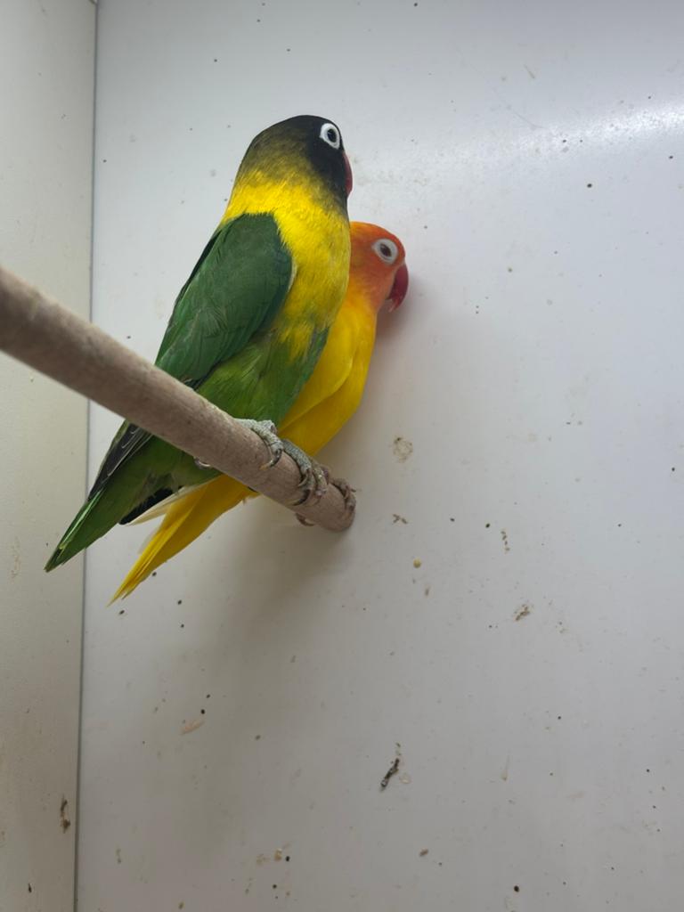 2-2 personata, Dieren en Toebehoren, Vogels | Parkieten en Papegaaien, Geslacht onbekend, Dwergpapegaai of Agapornis