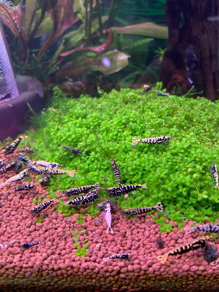 Galaxy Fishbone garnalen | Caridina, Kreeft, Krab of Garnaal, Zoetwatervis