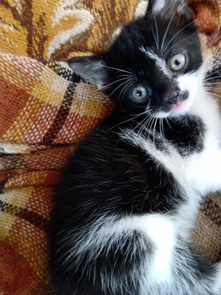 Lieve lapjeskitten en zwartwitte kittens aangeboden, Dieren en Toebehoren, Meerdere dieren, Ontwormd, 0 tot 2 jaar