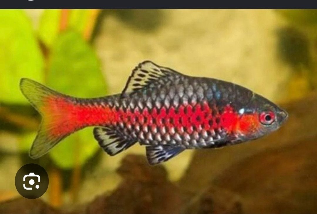 odessa barbelen 6x, Dieren en Toebehoren, Vis