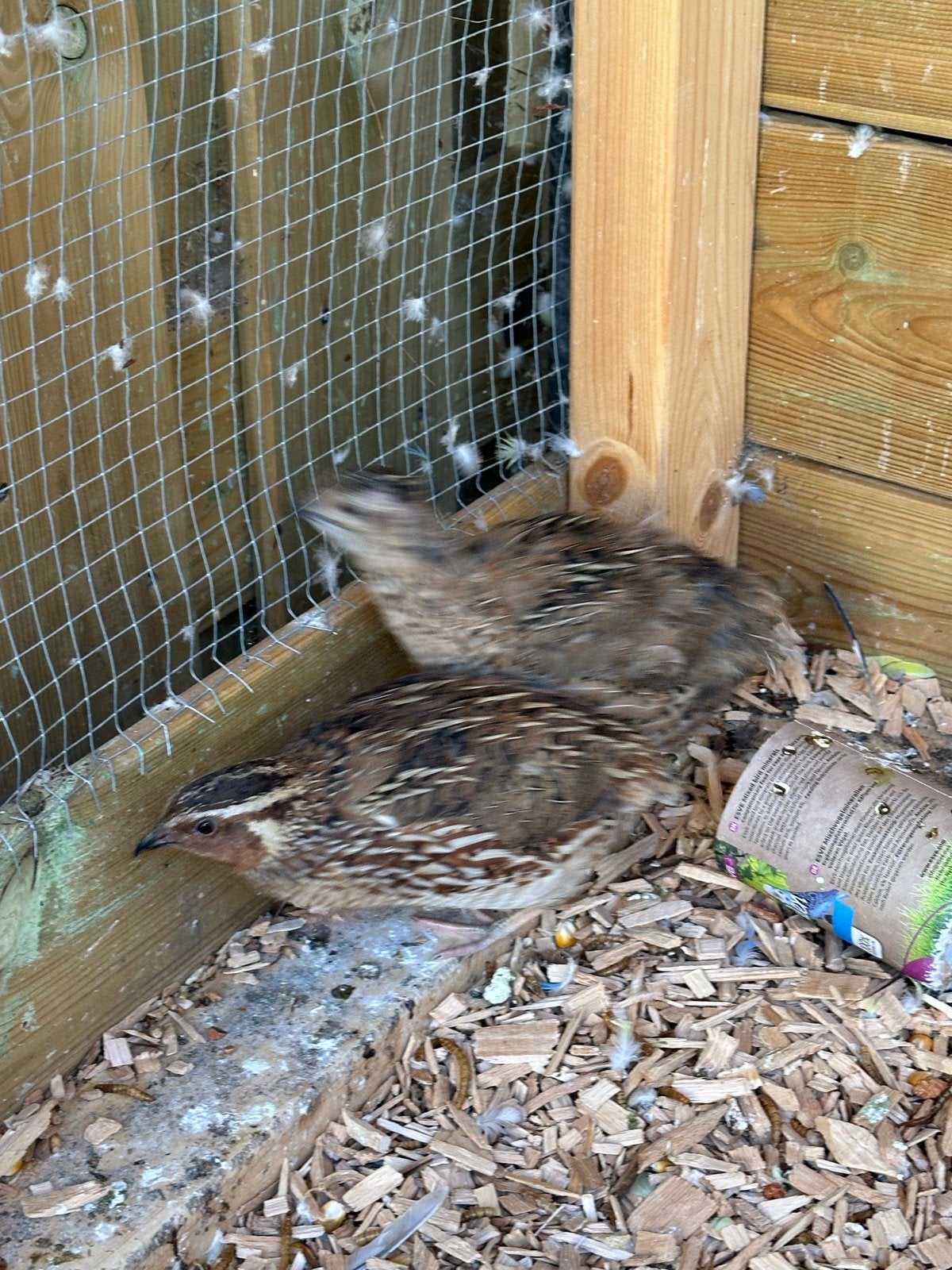 Kwartels gratis, Meerdere dieren, Overige soorten