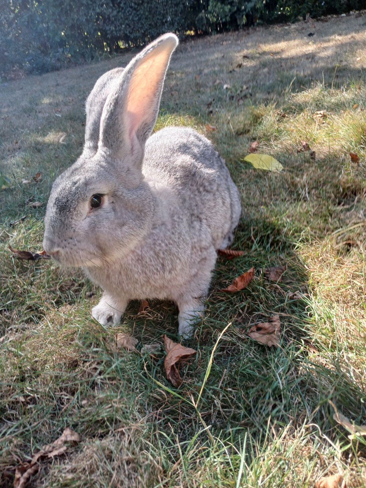 Duitse reus ram chinchilla, Mannelijk, Groot, 0 tot 2 jaar