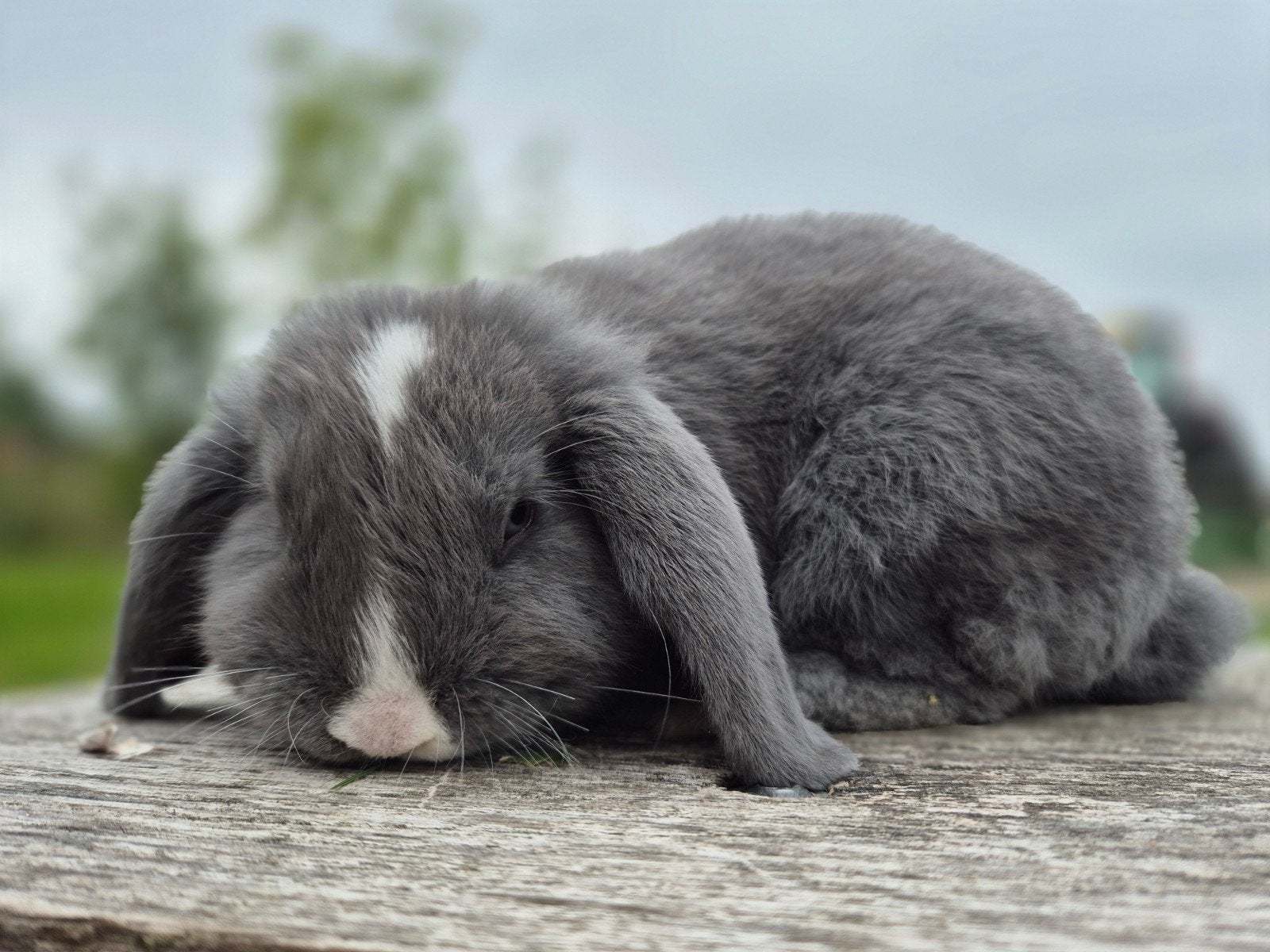 Konijn,  rammen, hangoordwerg, minilop, Meerdere dieren, Dwerg