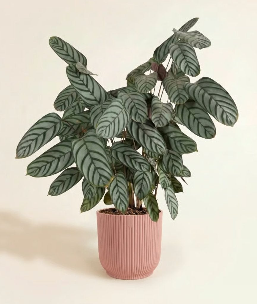 Elho plantenpot (22cm), Ophalen, Rond, Binnen, Zo goed als nieuw