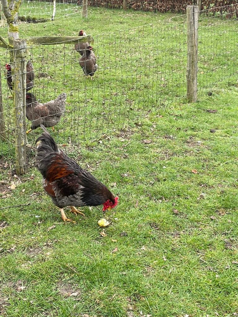 Broedeieren blauwe barnevelders, Dieren en Toebehoren, Pluimvee, Geslacht onbekend, Kip