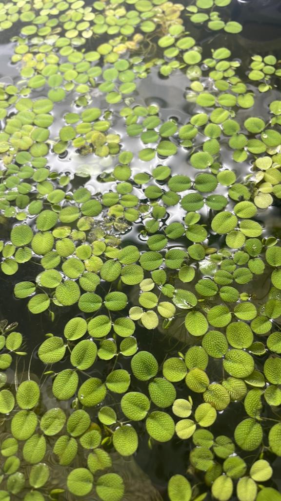 Salvinia Minima - €1,50 - handvol drijfplantjes aquarium, Dieren en Toebehoren, Ophalen of Verzenden, Plant(en), Steen of Hout
