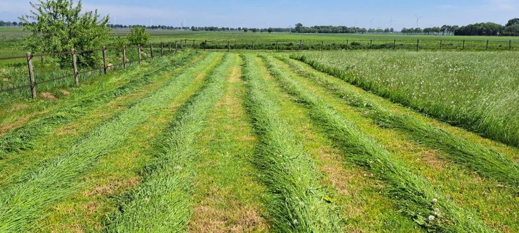 GEZOCHT; gras op stam