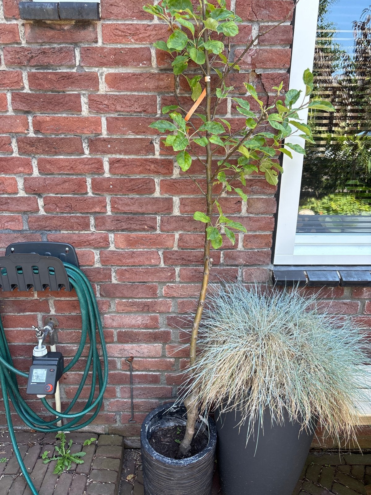 Appelboom, Tuin en Terras, Planten | Fruitbomen, Ophalen, Lente, Volle zon, In pot