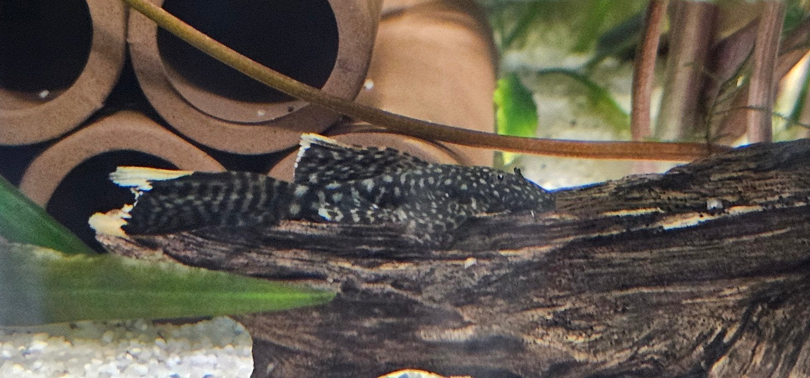Longfn wildkleur ancistrussen  alleen ophalen, Dieren en Toebehoren, Vissen | Aquariumvissen, Vis