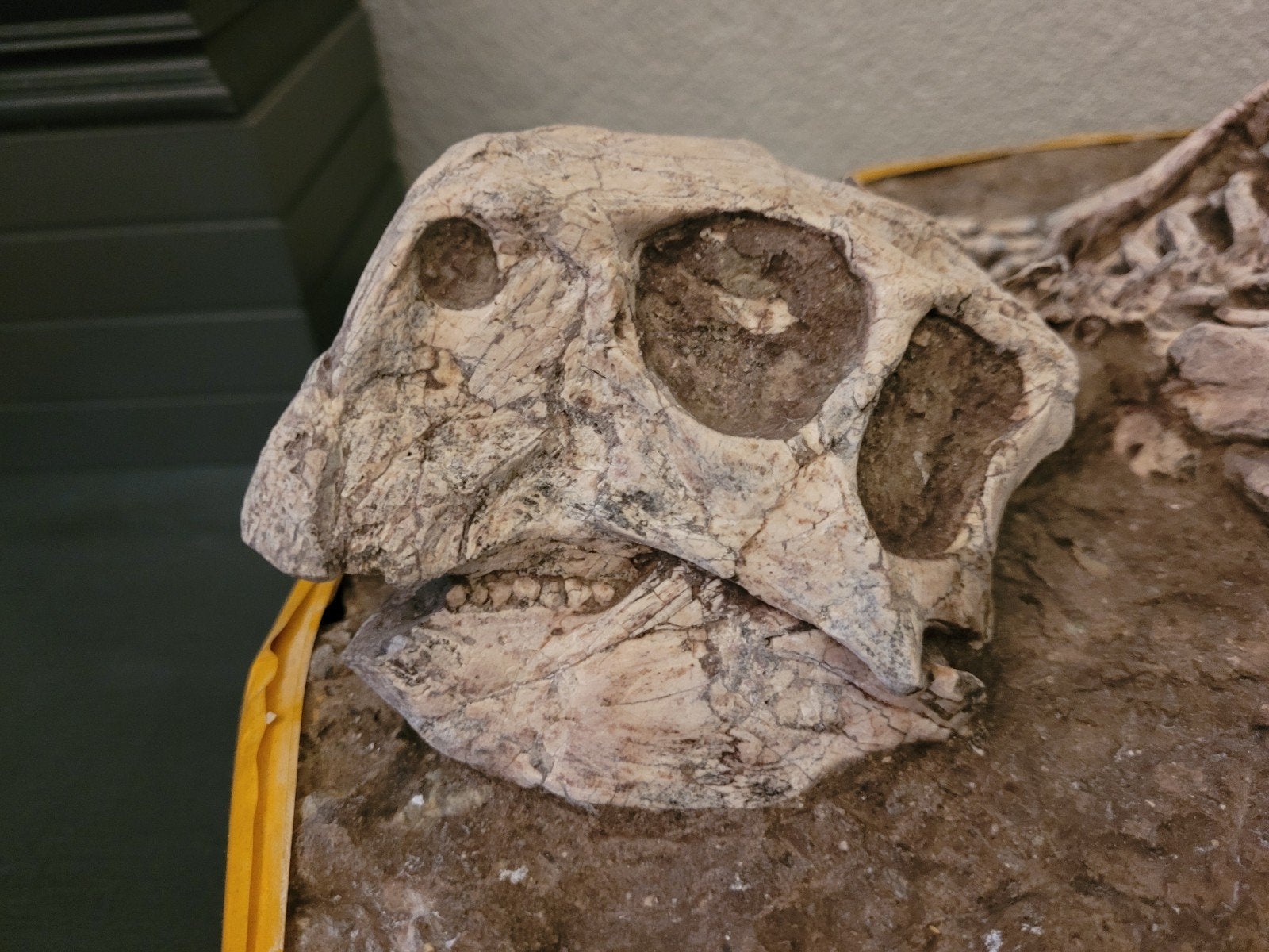 Foto 9 van UNIEK ORIGINEEL PSITTACOSAURUS-SKELET – MUSEUMKWALITEIT