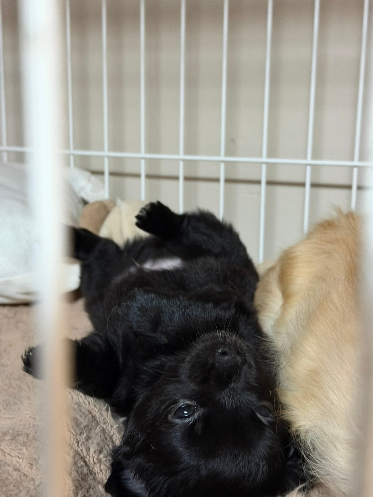 Chihuahua reutje, Dieren en Toebehoren, Honden | Chihuahua's en Gezelschapshonden, België, Particulier, Reu, 8 tot 15 weken