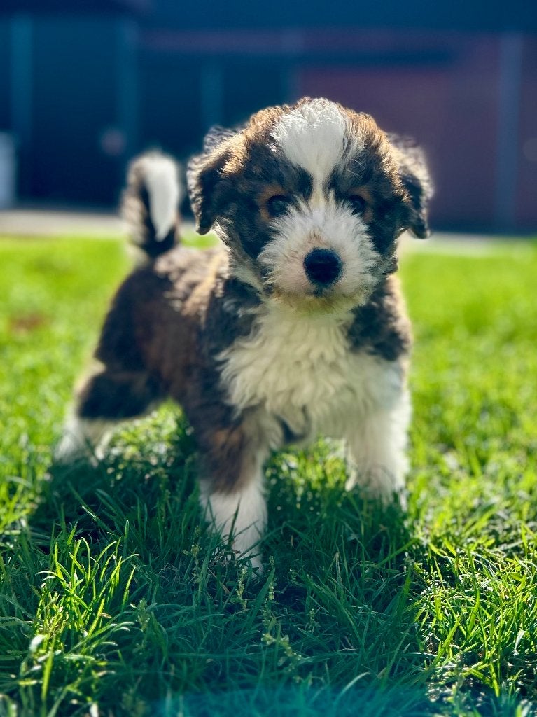 Prachtig husky X poedel pups, Poedel, België, Particulier, CDV (hondenziekte)