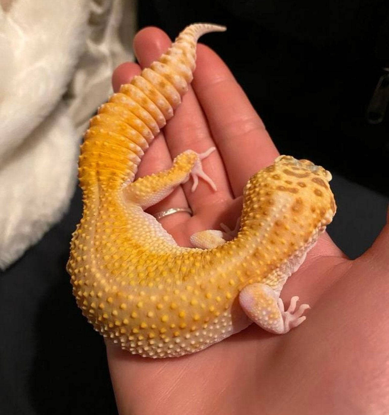 Luipaard gekko. Incl terrarium. Opzoek naar een nieuw huis Leopard Gecko - female for sale from Roos