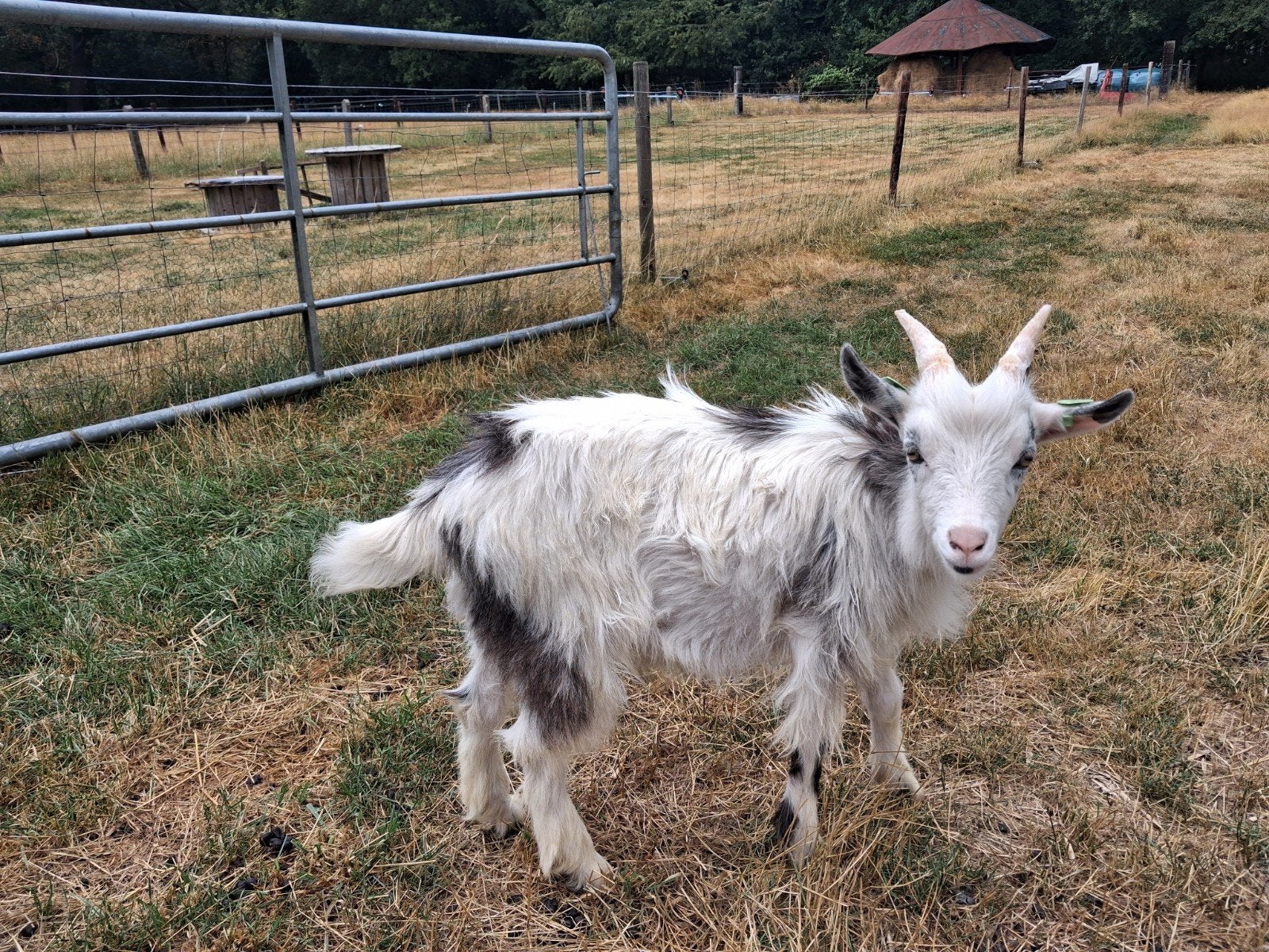 Landgeit virus vrij bokje Gijs van Juleke, Dieren en Toebehoren, Schapen, Geiten en Varkens, Mannelijk, Geit, 0 tot 2 jaar