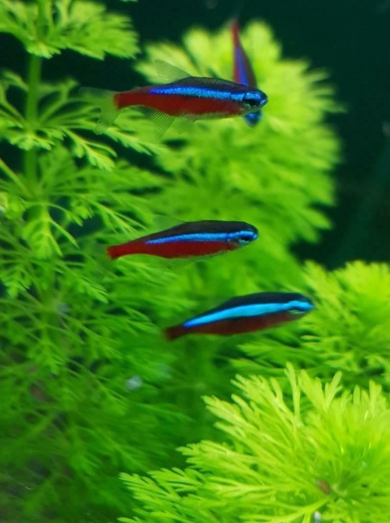 Hobbyaquarium weer op voorraad Kardinaal tetra xl, Dieren en Toebehoren, Vis, Zoetwatervis, Schoolvis