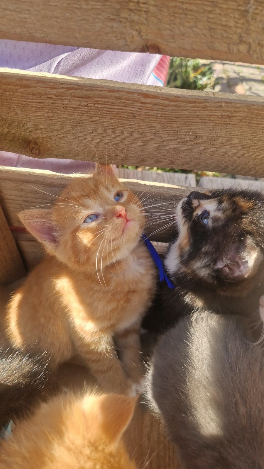 Super mooie, lieve en tamme kortharige boerderij kittens, Meerdere dieren, Kortharig, 0 tot 2 jaar