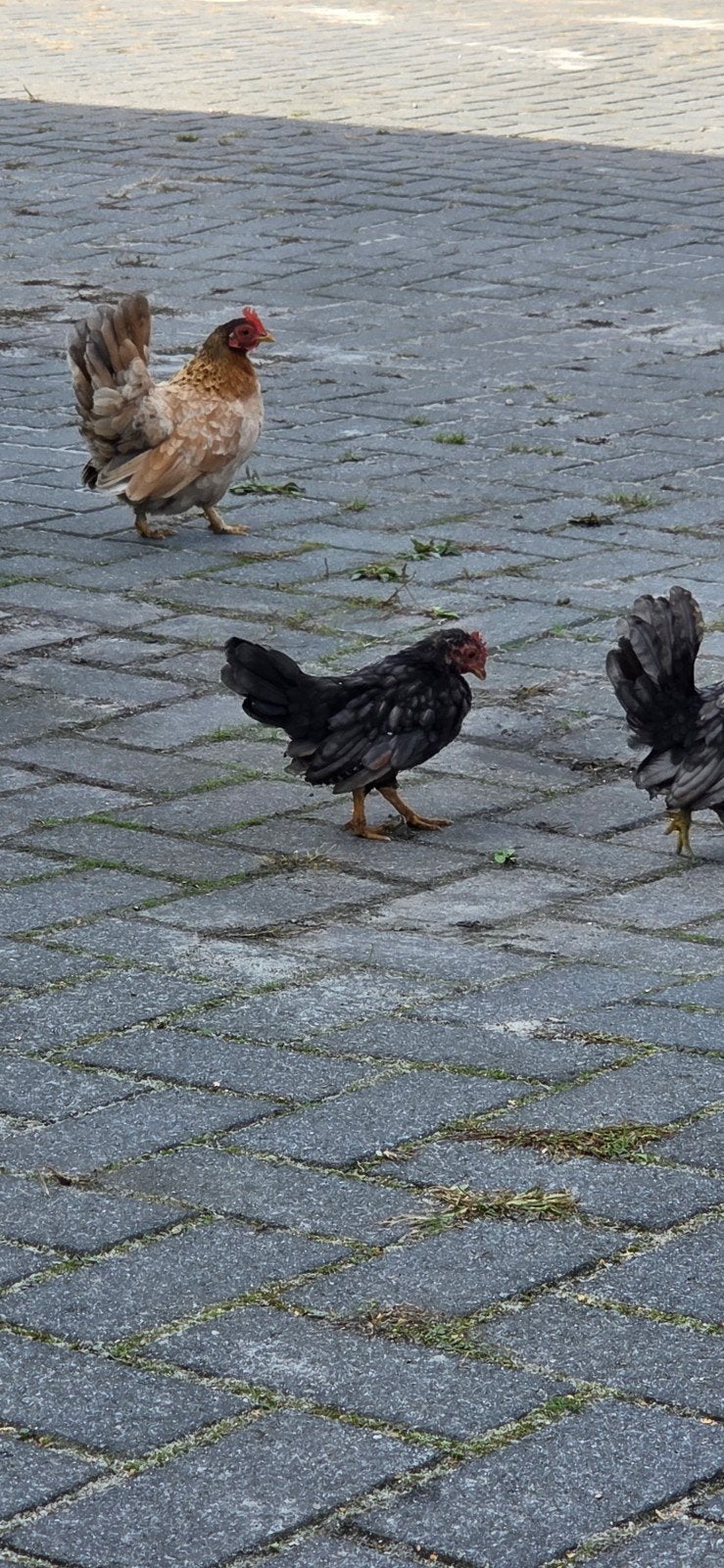 Serama haantjes, Mannelijk, Kip