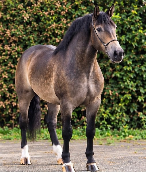Bijzonder verschijning Buckskin ruin, Dieren en Toebehoren, B, Ruin, 3 tot 6 jaar, Gechipt