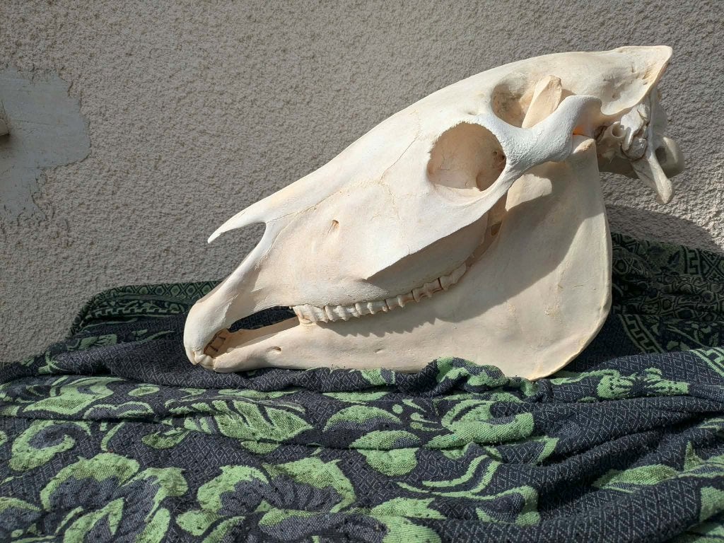 Paardenschedel jong-volwassen paard schedel anatomie botten, Ophalen of Verzenden, Zo goed als nieuw, Paard, Schedel
