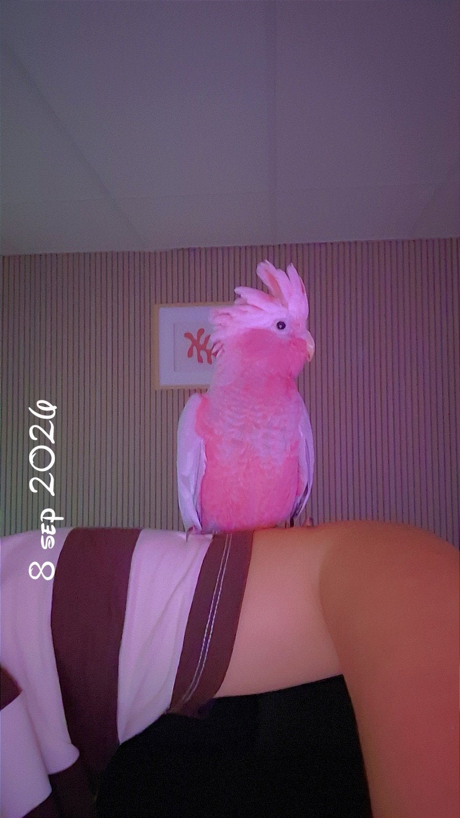 LARA   Roze kaketoe/papagaaien/vogel, Vrouwelijk, Papegaai, Tam
