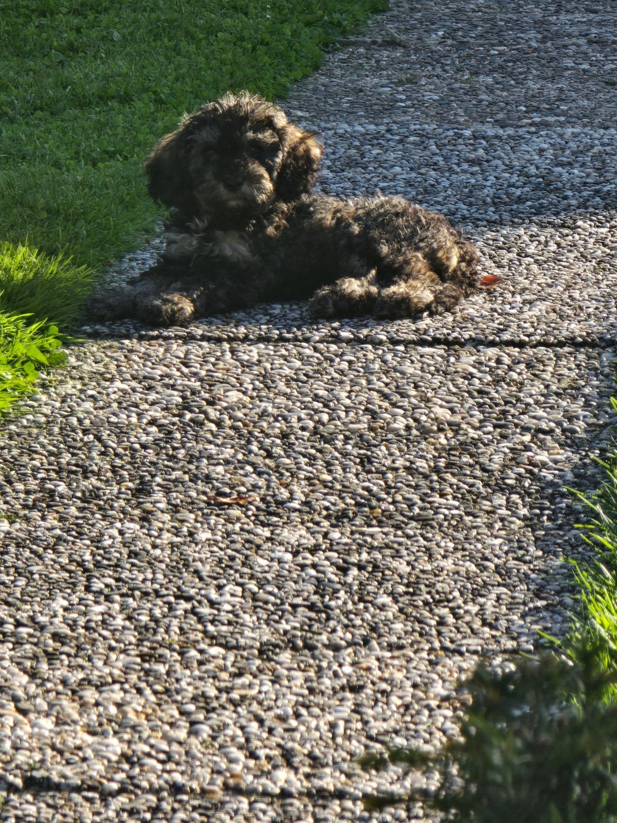 Pup dwerg x toypoedel, Dieren en Toebehoren, Honden | Niet-rashonden, 15 weken tot 1 jaar, Teef, Parvo, Eén hond