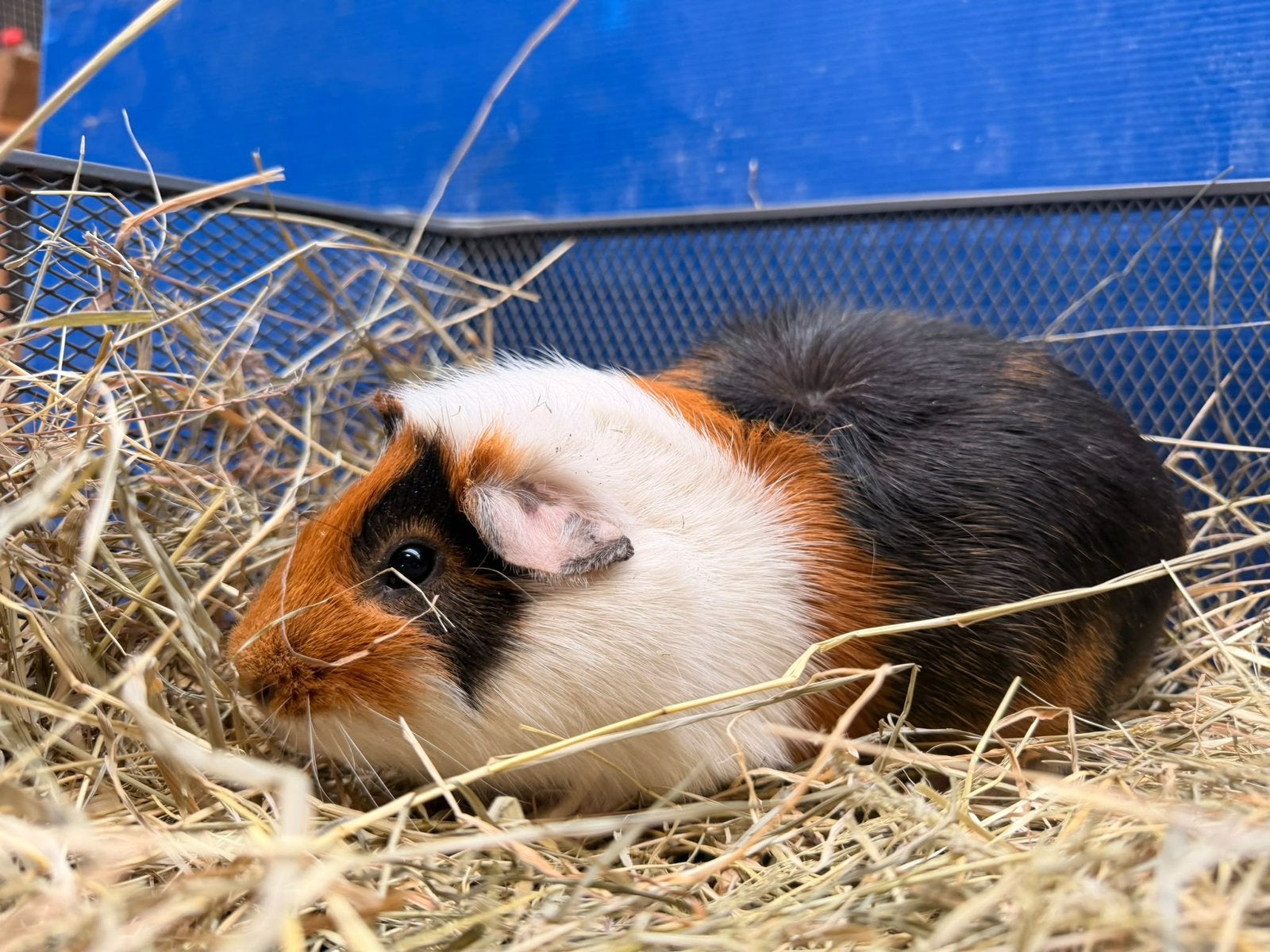 Super lieve cavia beertje, Dieren en Toebehoren, Cavia, Mannelijk, December, Tam