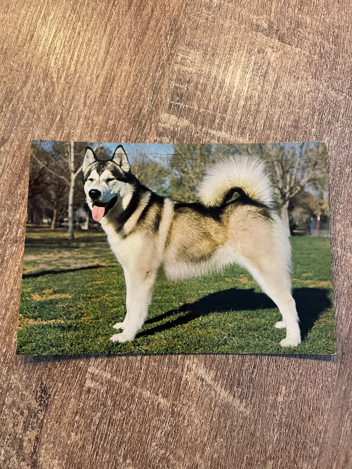 Vintage Ansichtkaart Alaskan Malamute Hond (Gelopen), Ophalen of Verzenden, 1980 tot heden, Gelopen, Hond of Kat