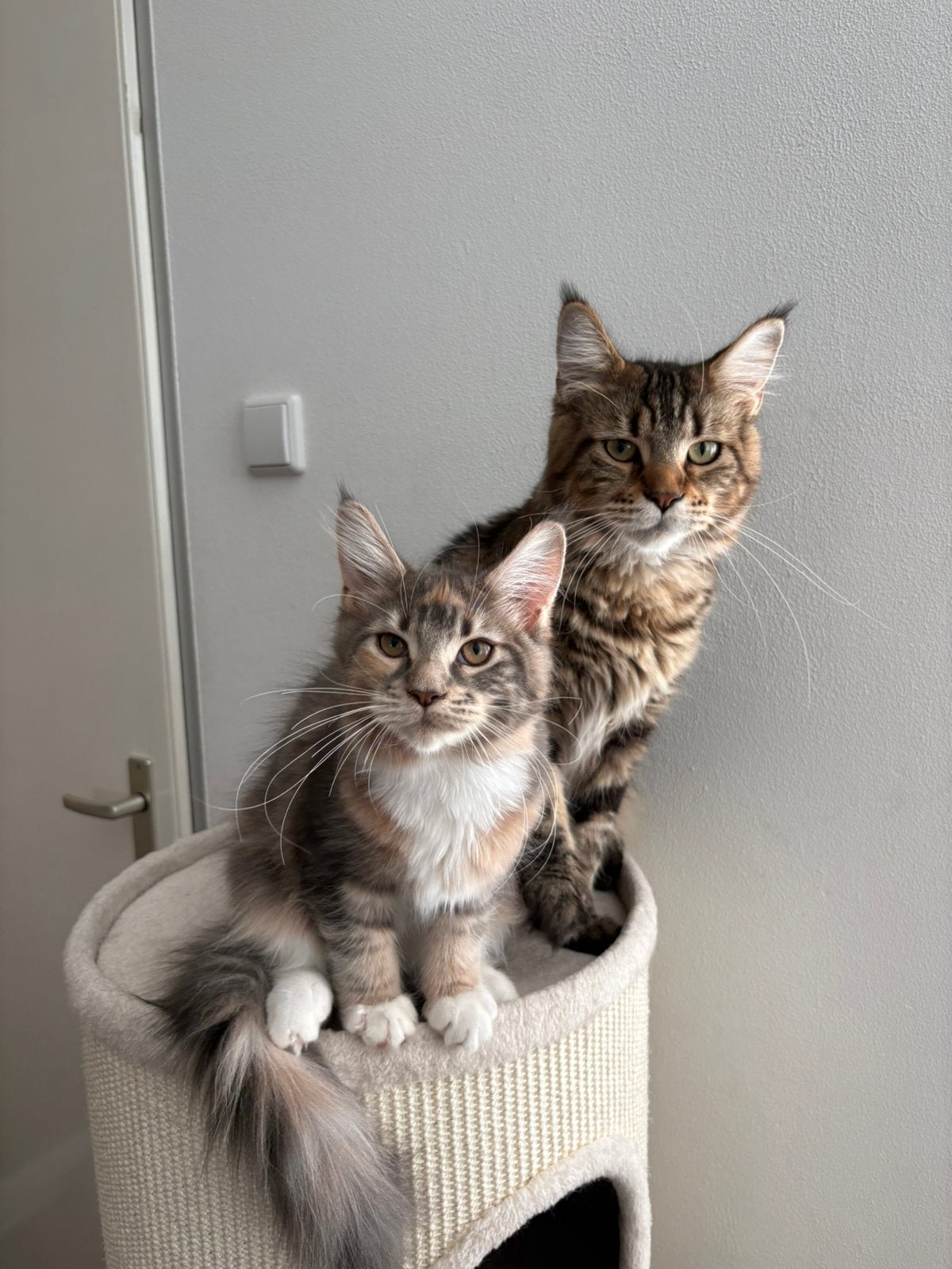 Maine Coon poes met stamboom, Poes, Met stamboom, 0 tot 2 jaar