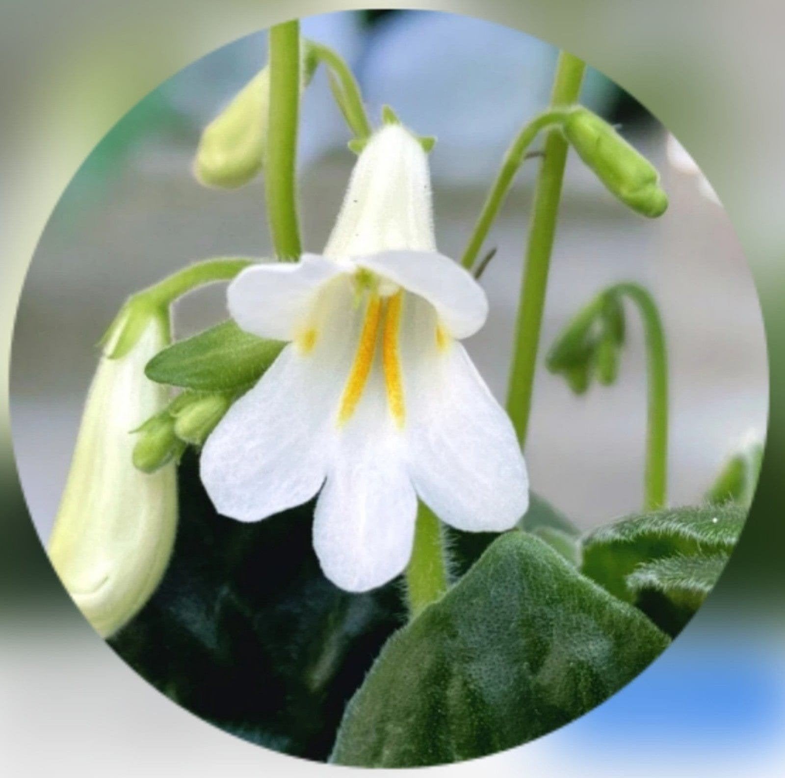 Bladstekken van Streptocarpus, wit, geworteld, Ophalen of Verzenden