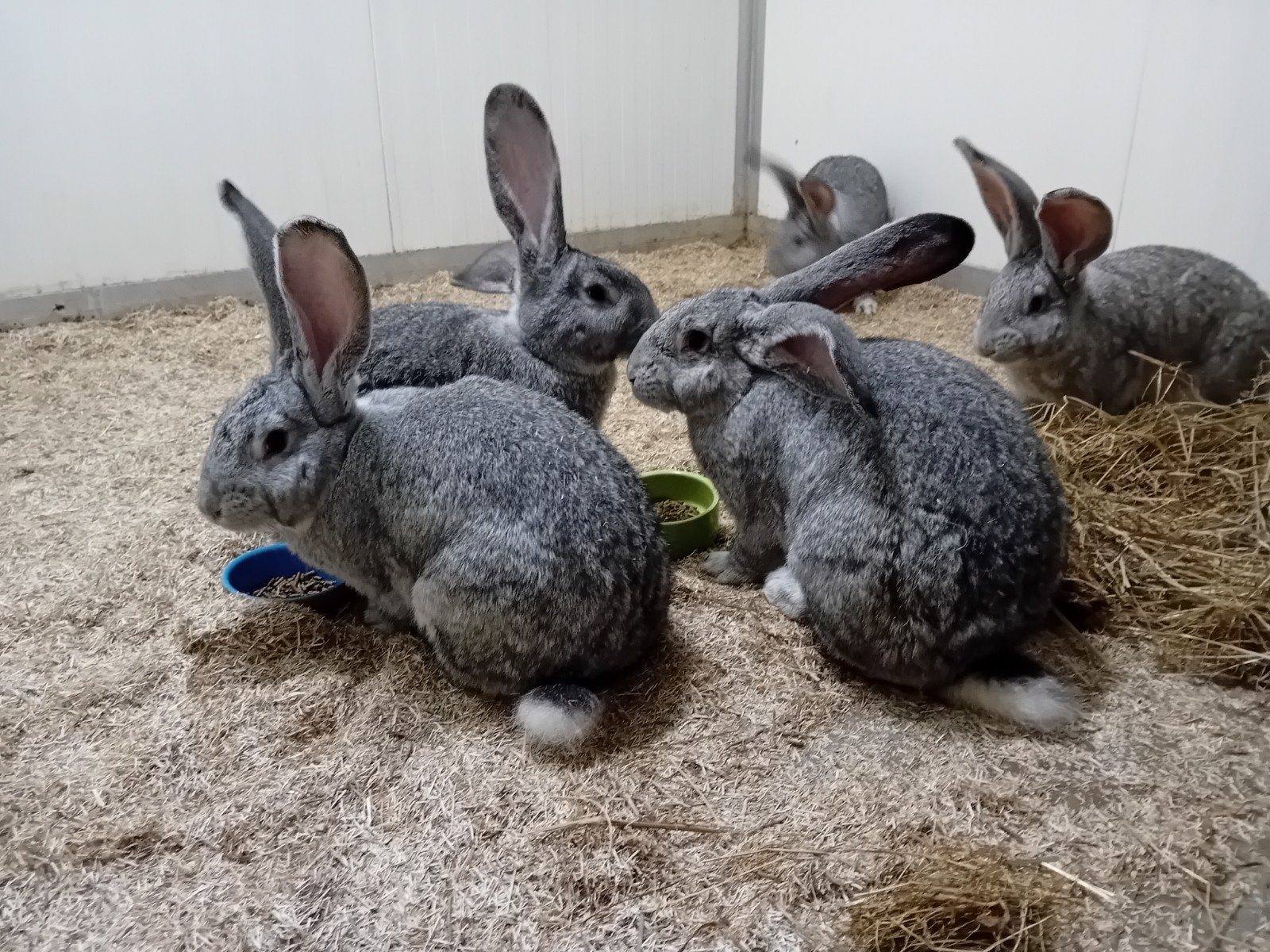 vlaamse reus chinchilla rammen, Mannelijk, Groot, 0 tot 2 jaar