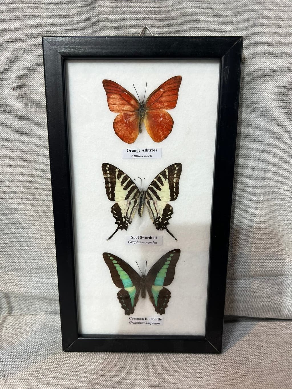 3 opgezette vlinders in lijst, Ophalen of Verzenden, Nieuw, Insect, Opgezet dier