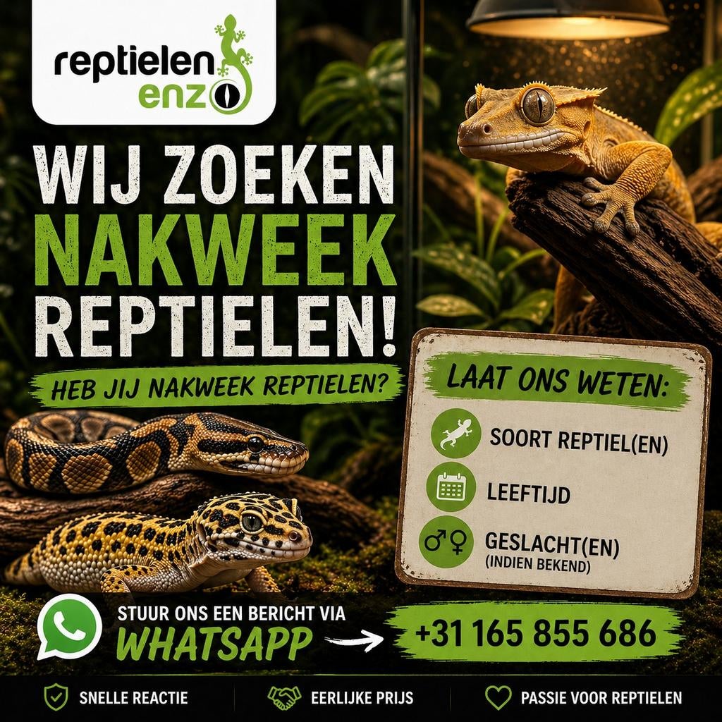 Nakweek reptielen gezocht!, Overige soorten, Tam, 0 tot 2 jaar