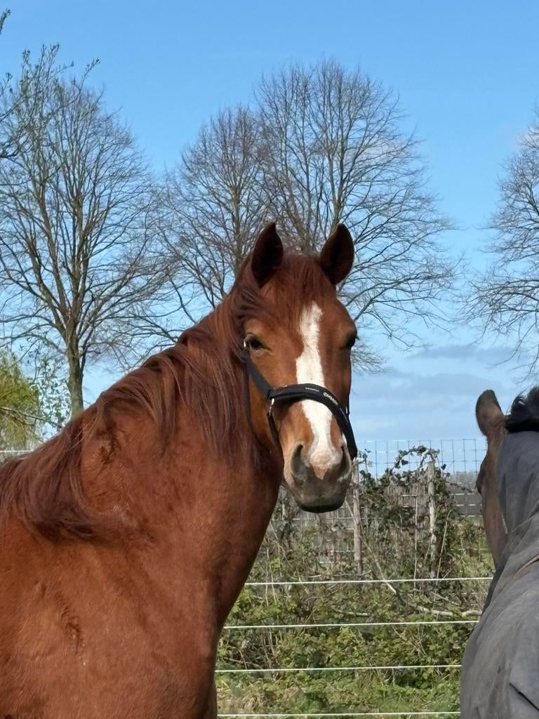 Super mooie 4 jarige westfaalse merrie!, Dieren en Toebehoren, Paarden, Merrie, Dressuurpaard, Gechipt, 3 tot 6 jaar