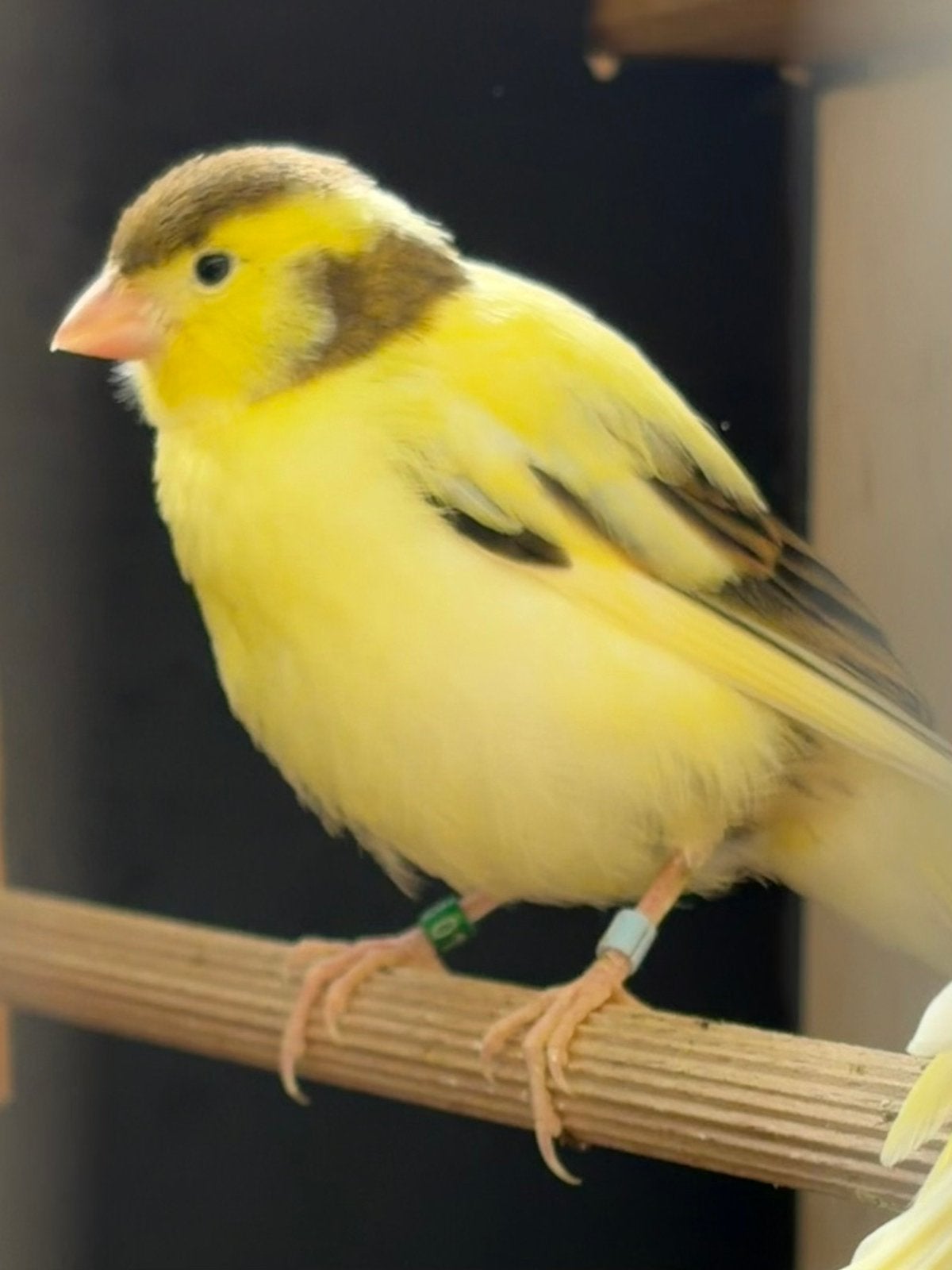 Kanarie man juni ‘26, Dieren en Toebehoren, Vogels | Kanaries, Mannelijk, Kleurkanarie