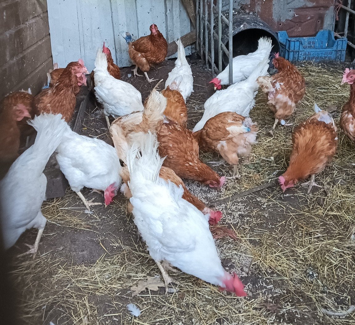 slachtkippen / hanen en duiven, Dieren en Toebehoren, Meerdere dieren, Kip