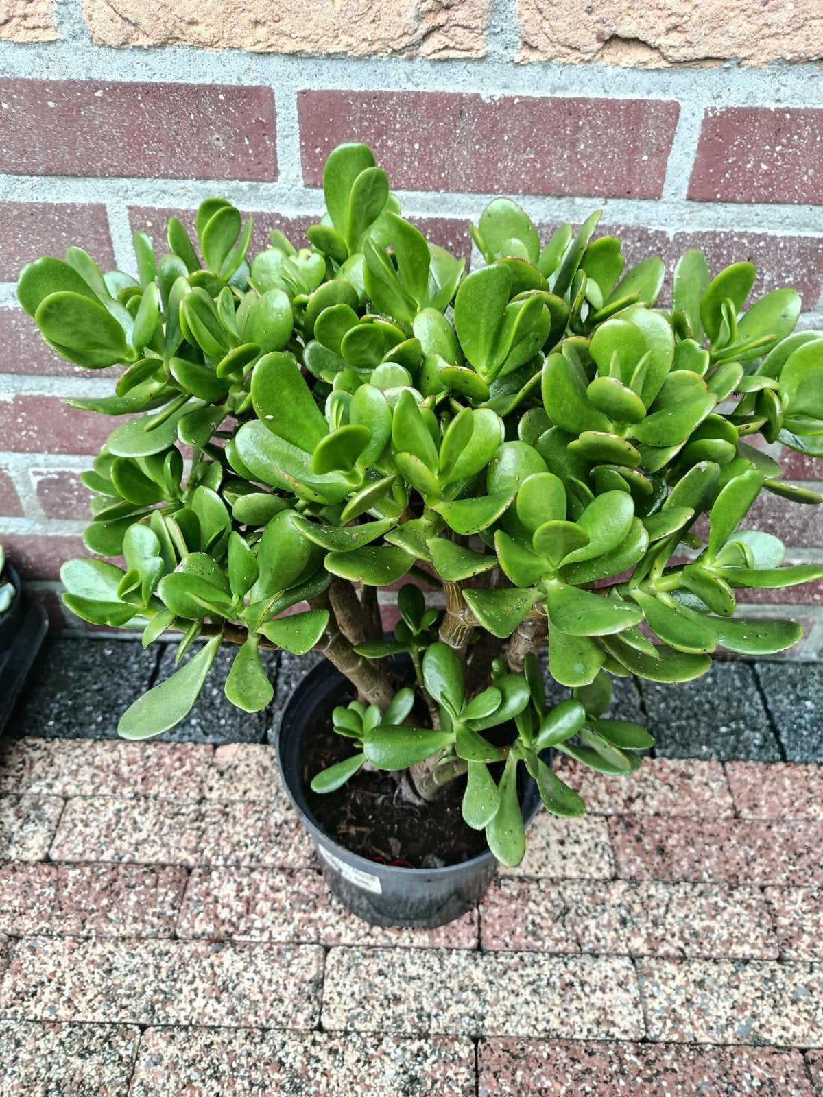 Te koop geldboom, Tuin en Terras, Volle zon, Vaste plant, Bloeit niet, Ophalen