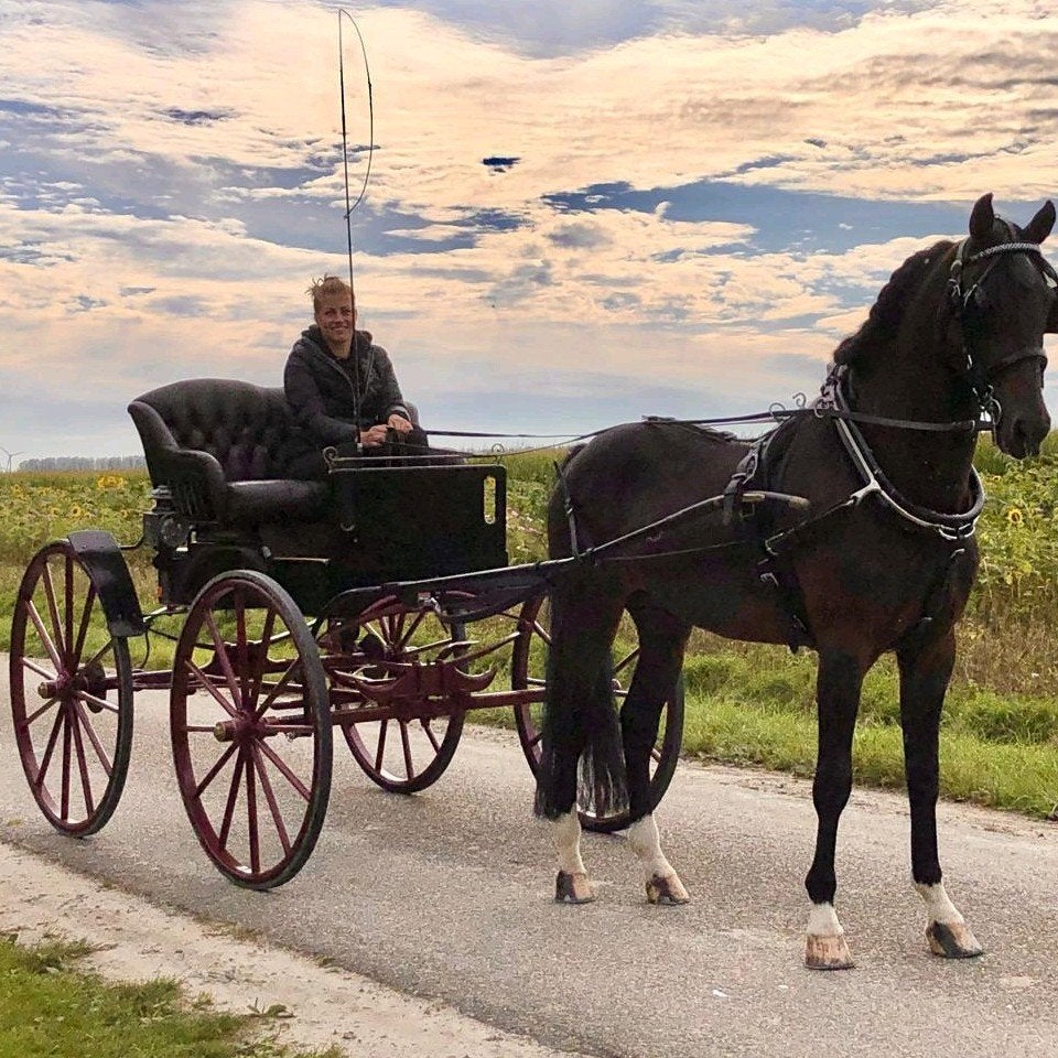 Prachtige koets • Amerikaans rijtuig, geremd en op rubber, Dieren en Toebehoren
