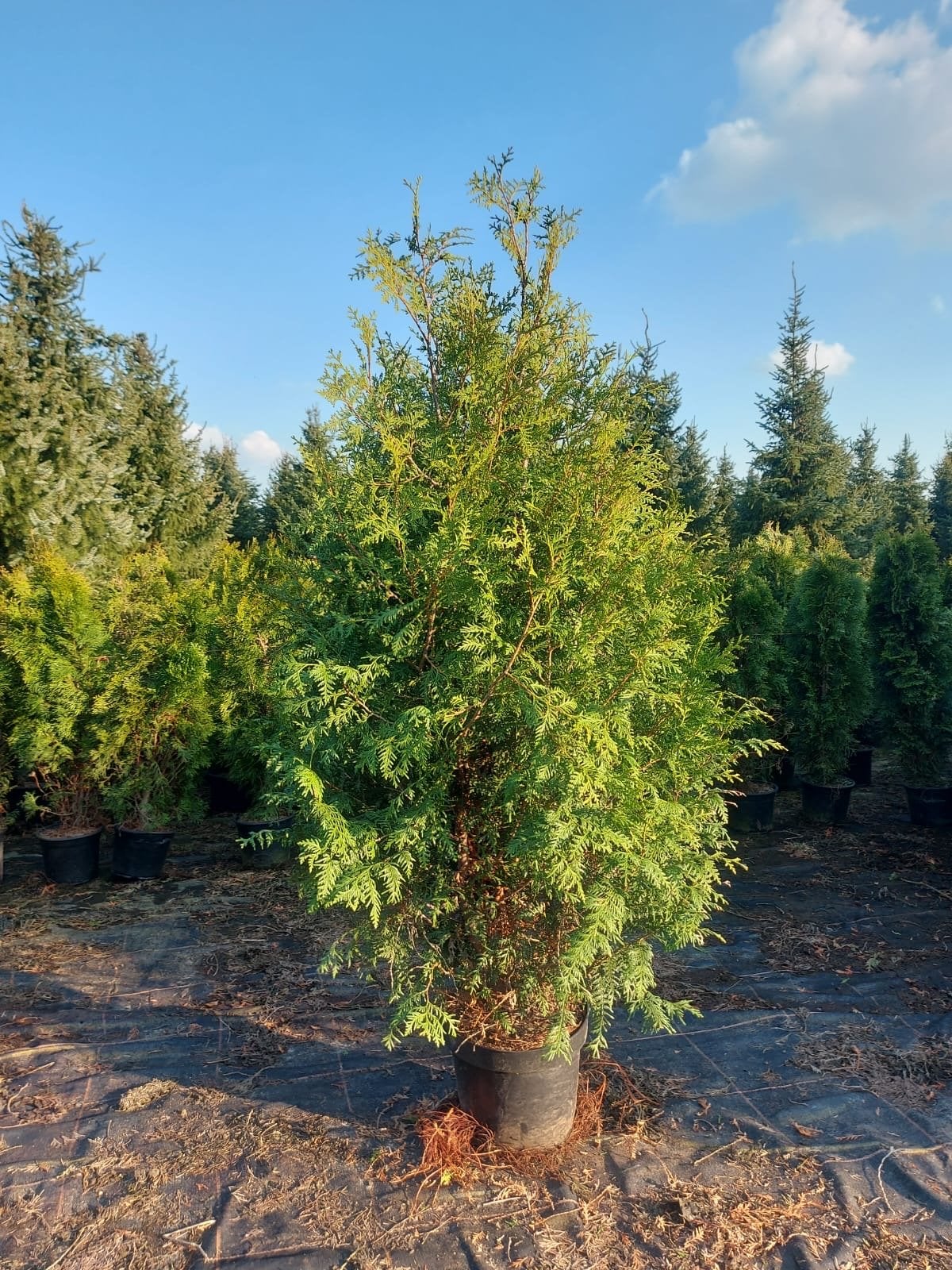 Thuja Brabant Coniferen - Ideaal voor hagen, Tuin en Terras, Bloeit niet, Halfschaduw, Overige soorten, 100 tot 250 cm
