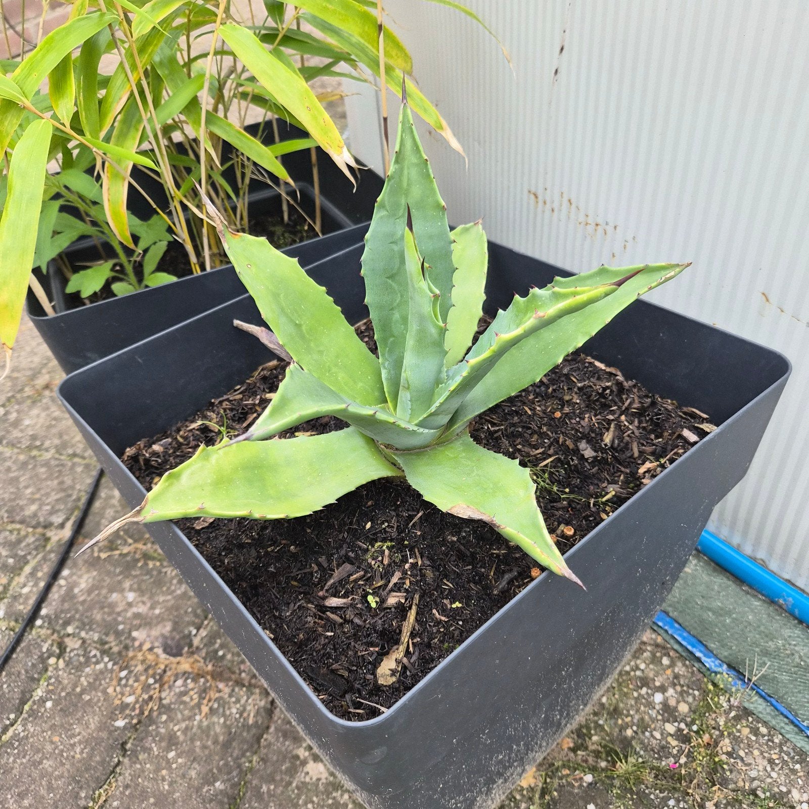 Stoere Agave INCL. ruime pot (Winterhard!), Tuin en Terras, Ophalen of Verzenden, Bloeit niet, Overige soorten, Volle zon