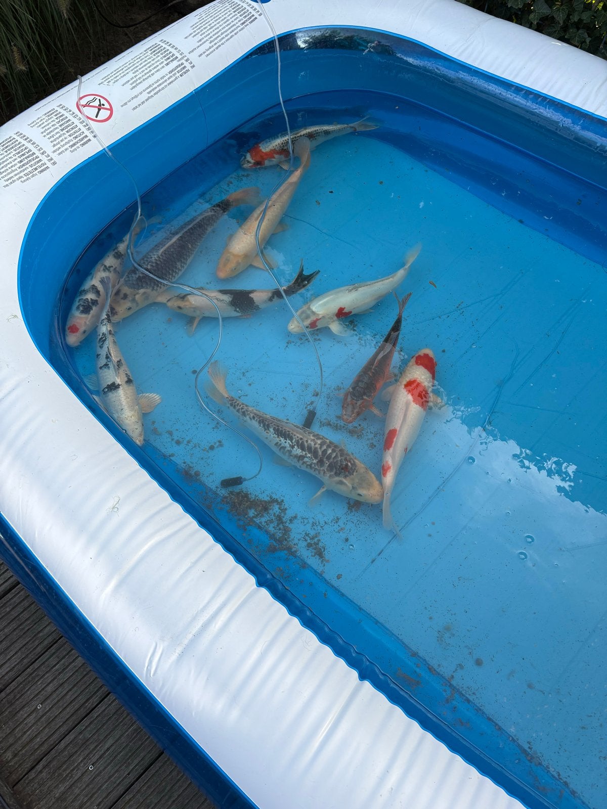10 japanse koi’s, Dieren en Toebehoren