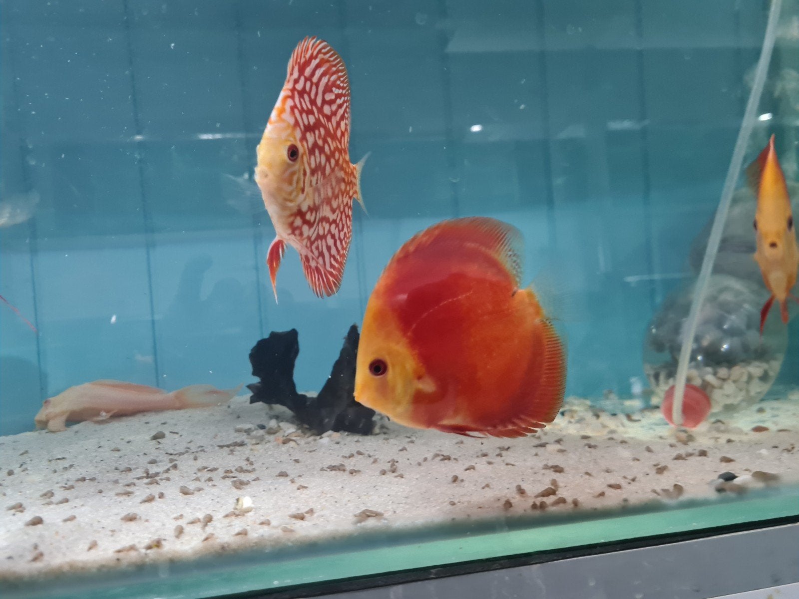 Red Melon Discus, Dieren en Toebehoren, Vis, Zoetwatervis